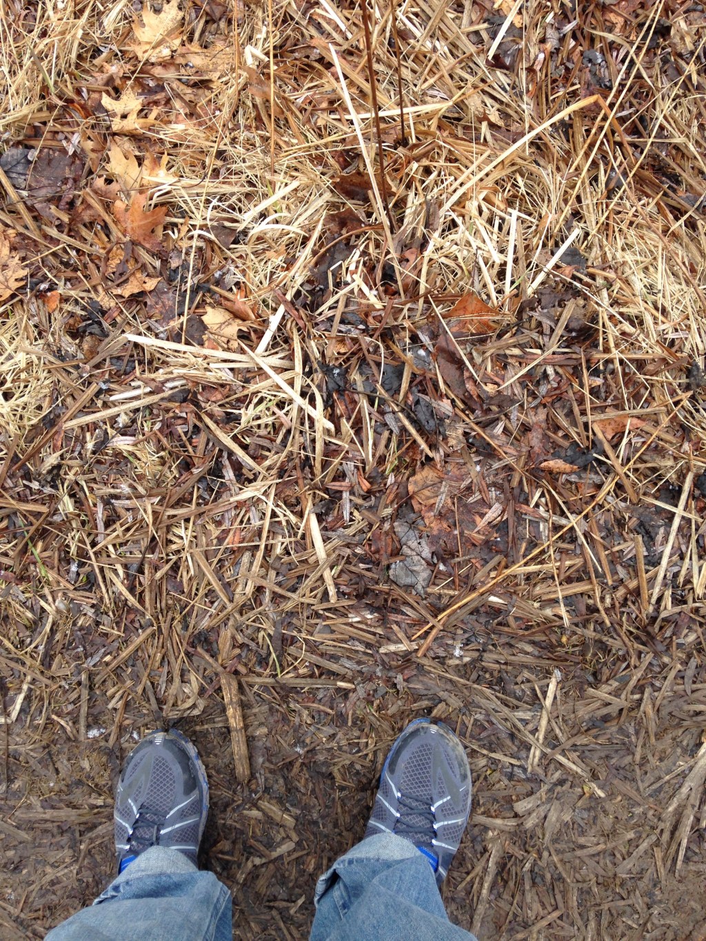 Textures in High Park