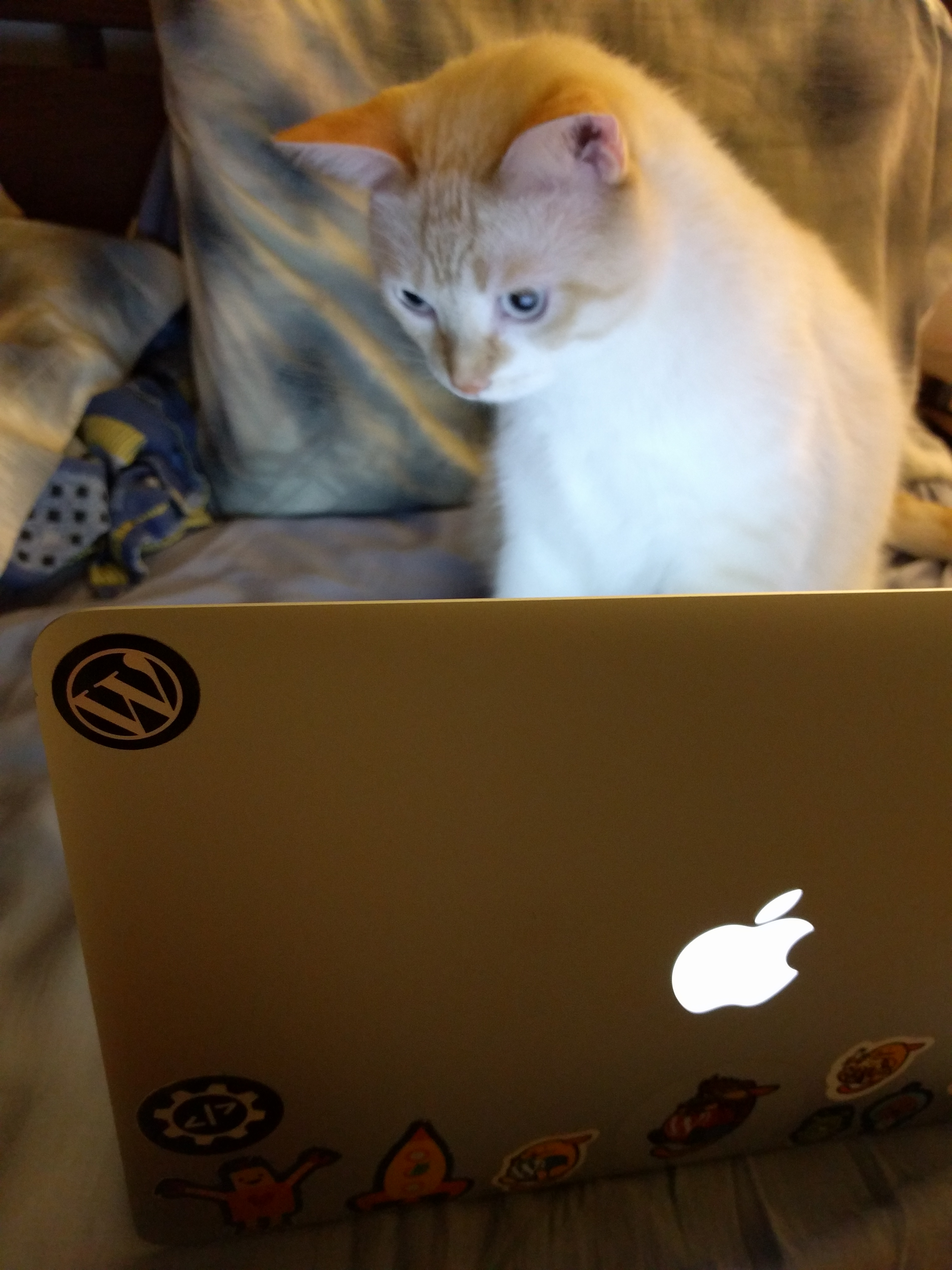computer-cat.jpg