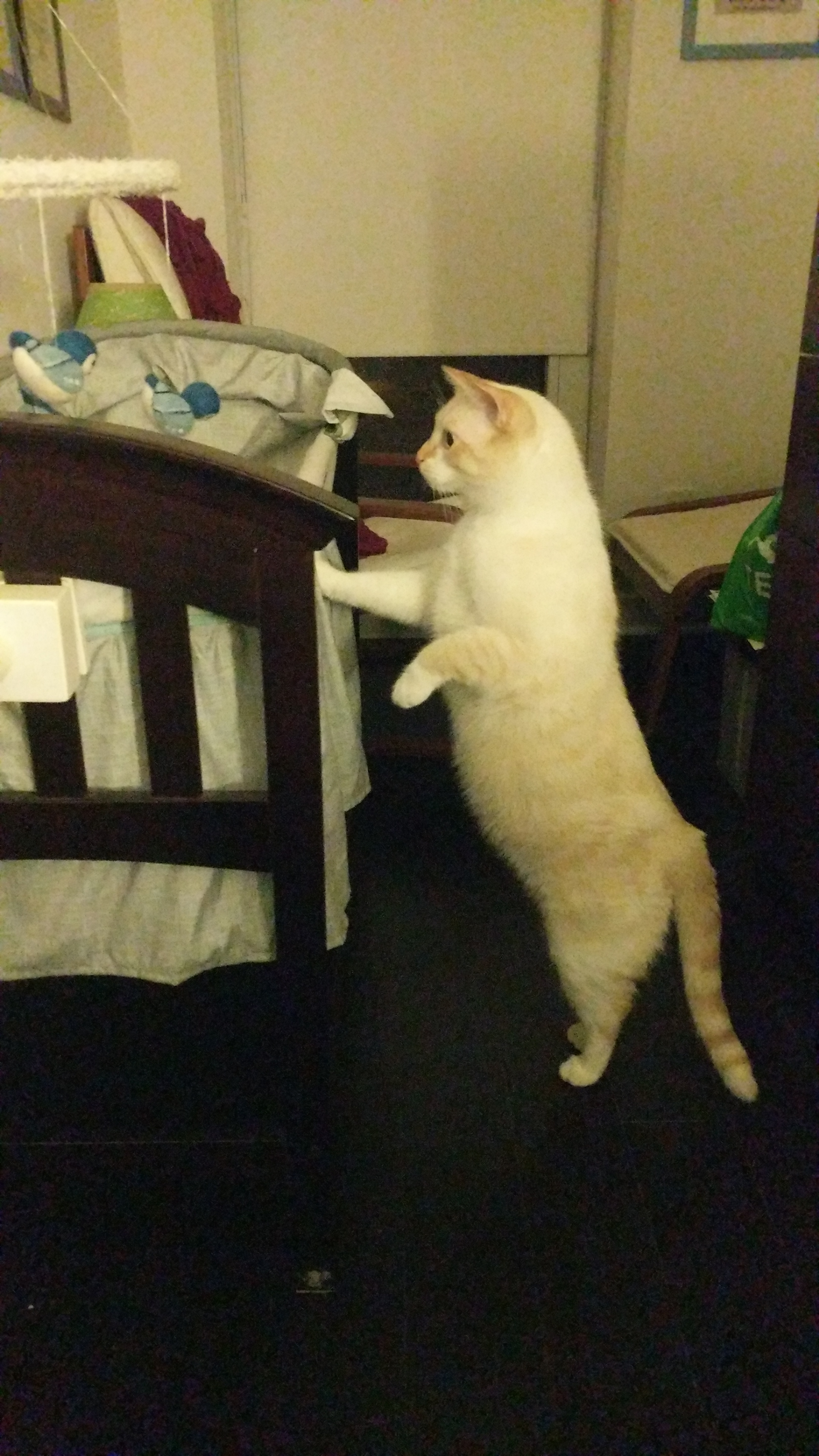 Guard Cat